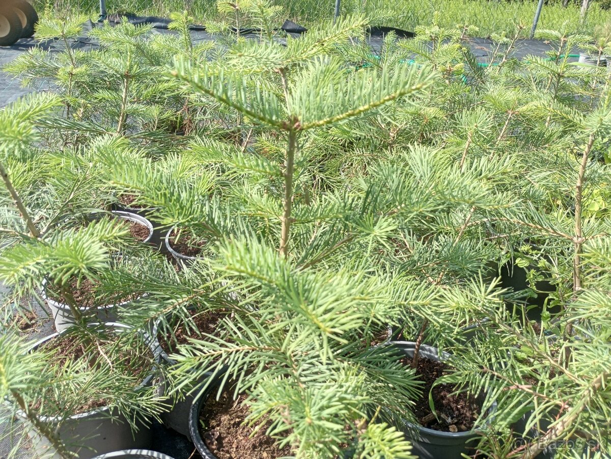 Jedla srienista-Abies concolor