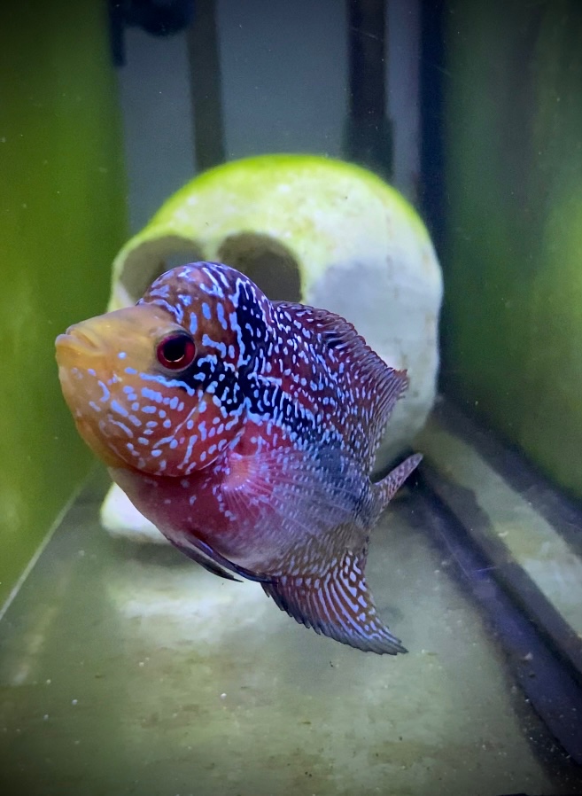 Flowerhorn odchov