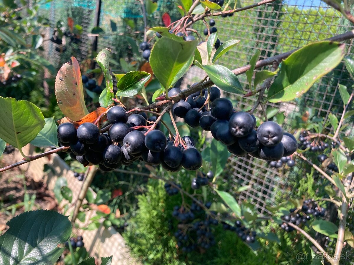 Aronia melanocarpa čiernoplodá kričkova forma