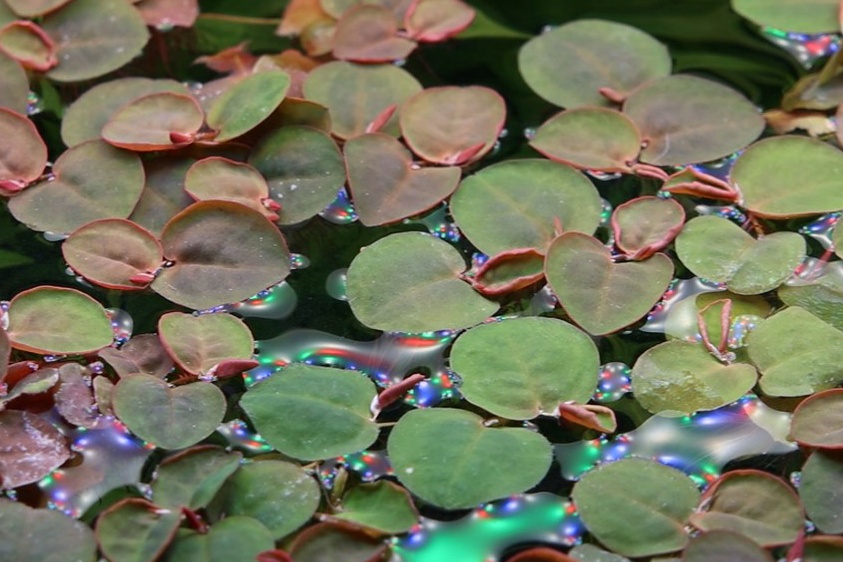 Akvarijni rostlina Phyllanthus Fluitans