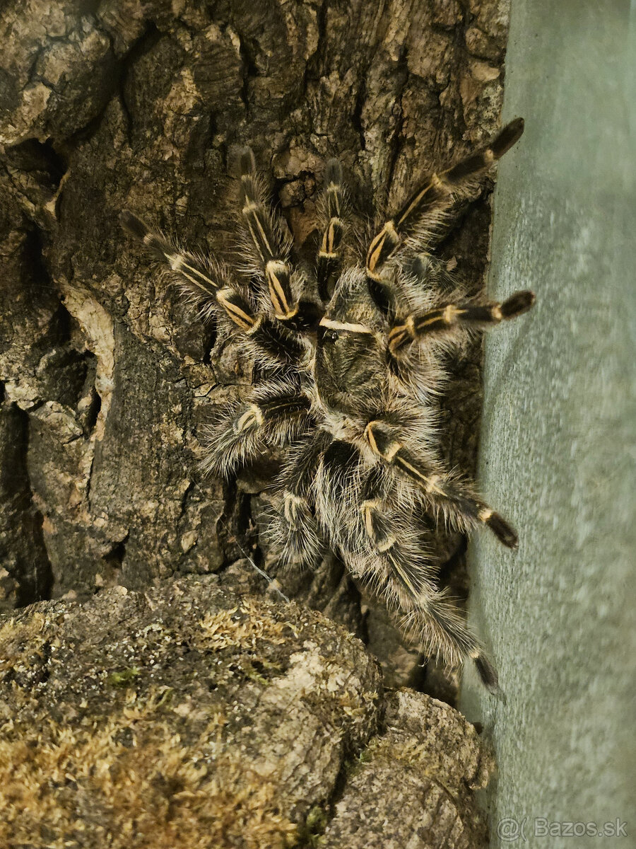 Grammostola Pulchripes (ex Aureostriata) - Darujem - Čadca 