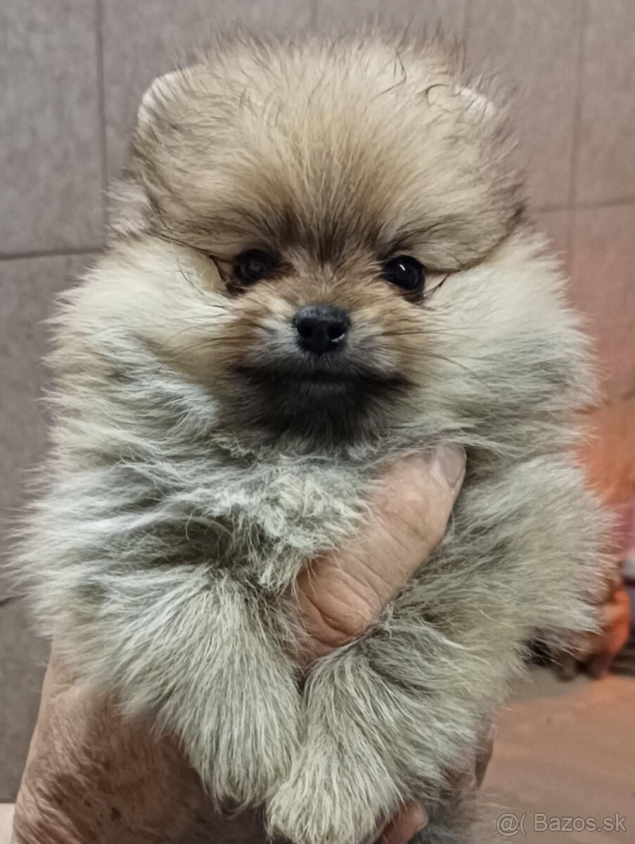 Pomeranian pomi Fci pedigreee