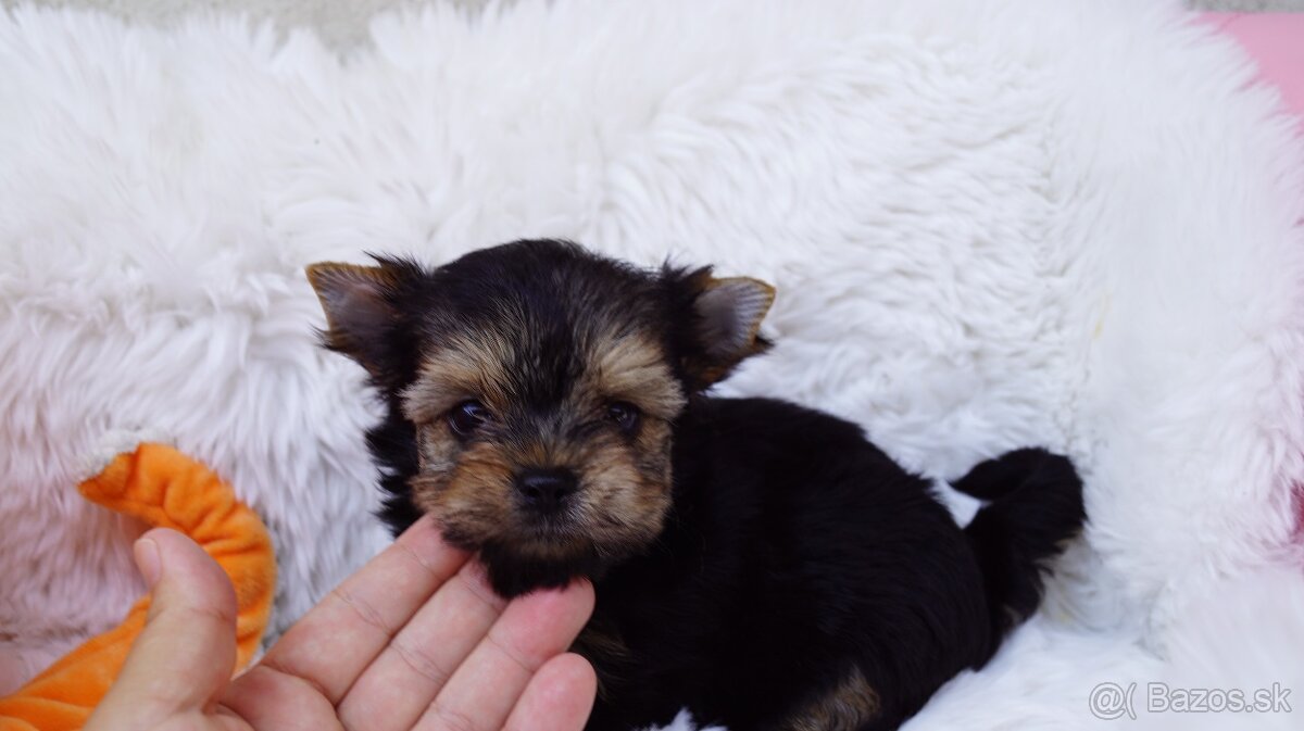 Chocolate  Yorkshire terrier