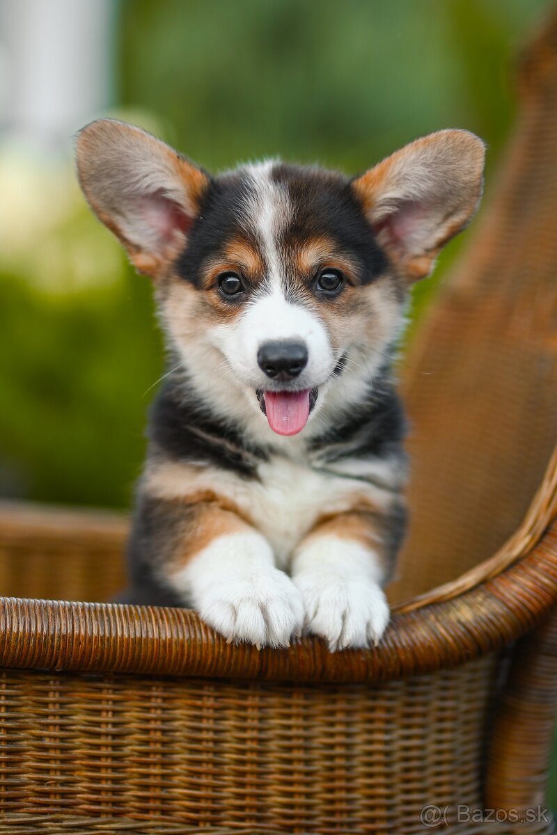 na predaj šteniatka welsh corgi pembroke