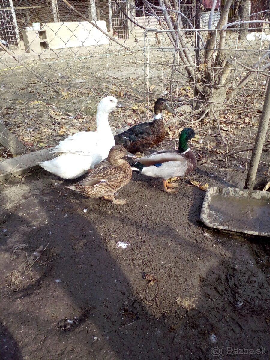 Ponúkam na predaj divé kačky