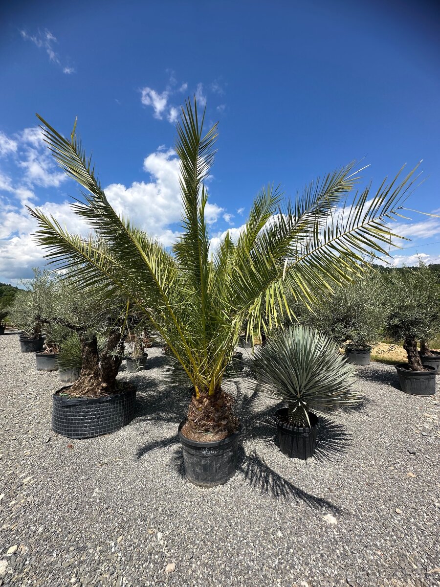 Palma PHOENIX CANARIENSIS (ĎATLOVNÍK KANÁRSKY