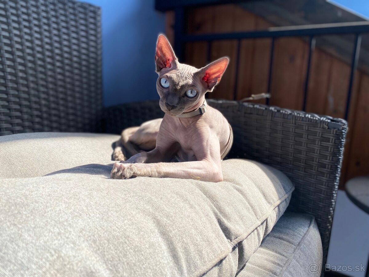 Sphynx