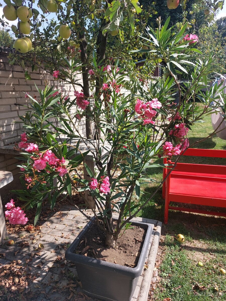 Oleander