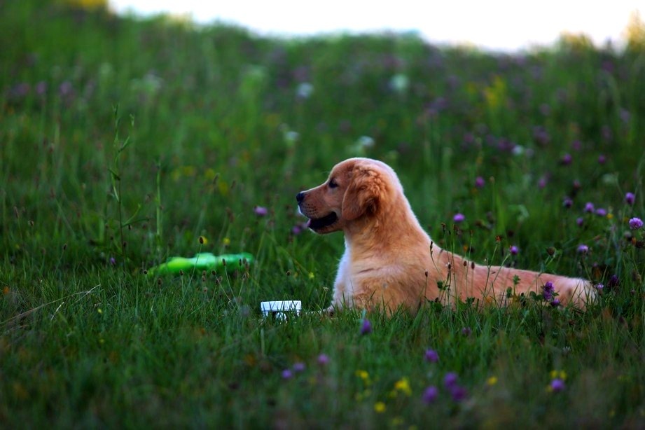 GOLDEN RETRIEVER-zlaty retrivr, zlaty retriever , american G