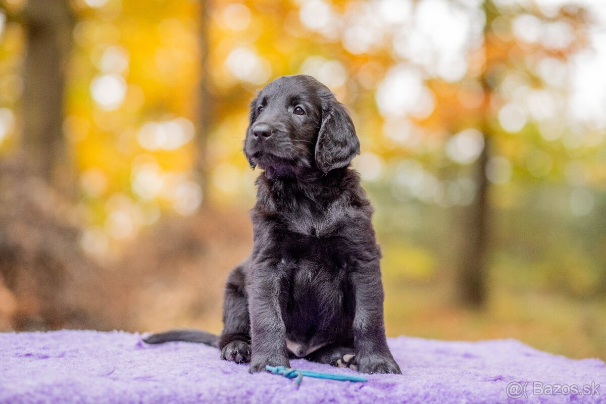 Flat coated retriever