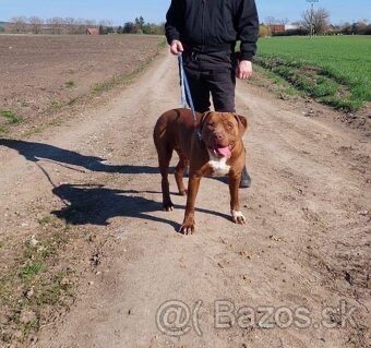 American Bully XL