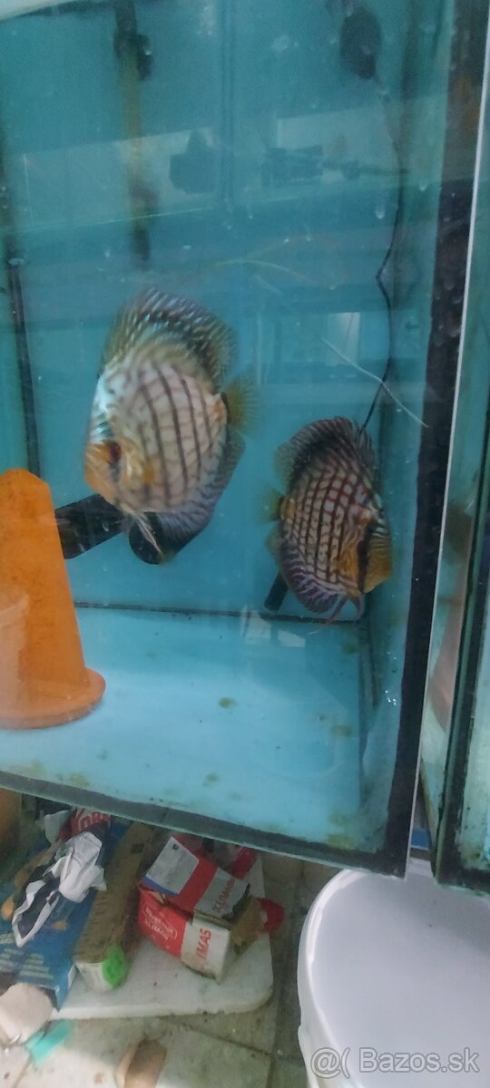 Diskus, discus