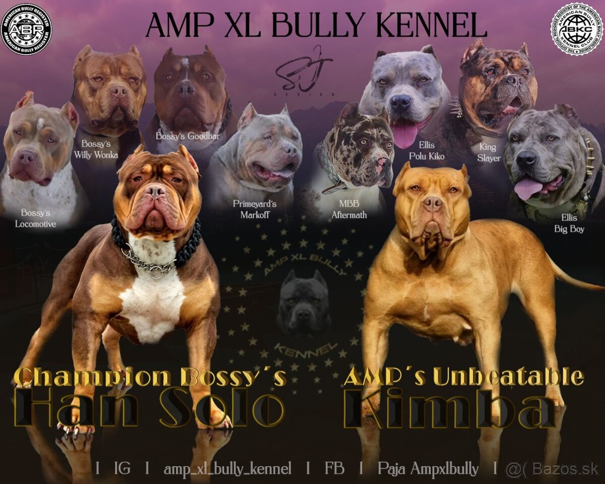 American bully xl