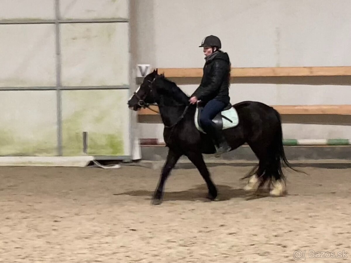 welsh pony C kobyla s PP