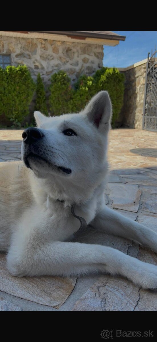 Podarujem Akita Inu