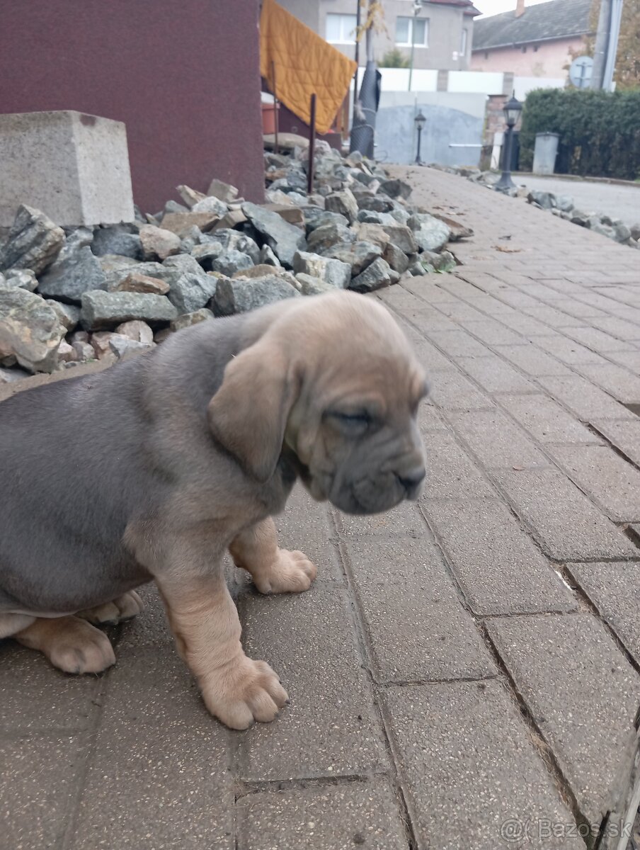 Brazílska fila šteniatka a 3 ročný pes