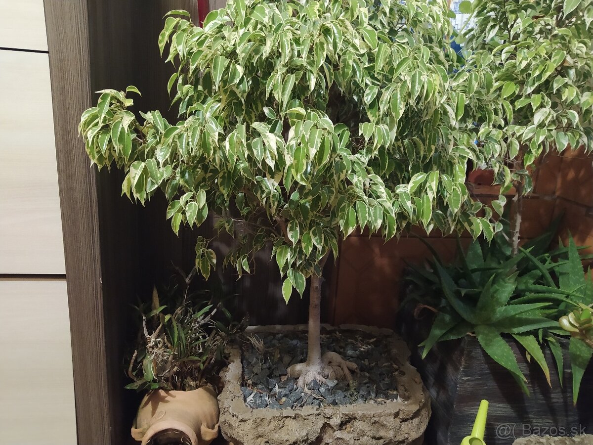 ♦♦ BONSAI -fikus ♦♦....