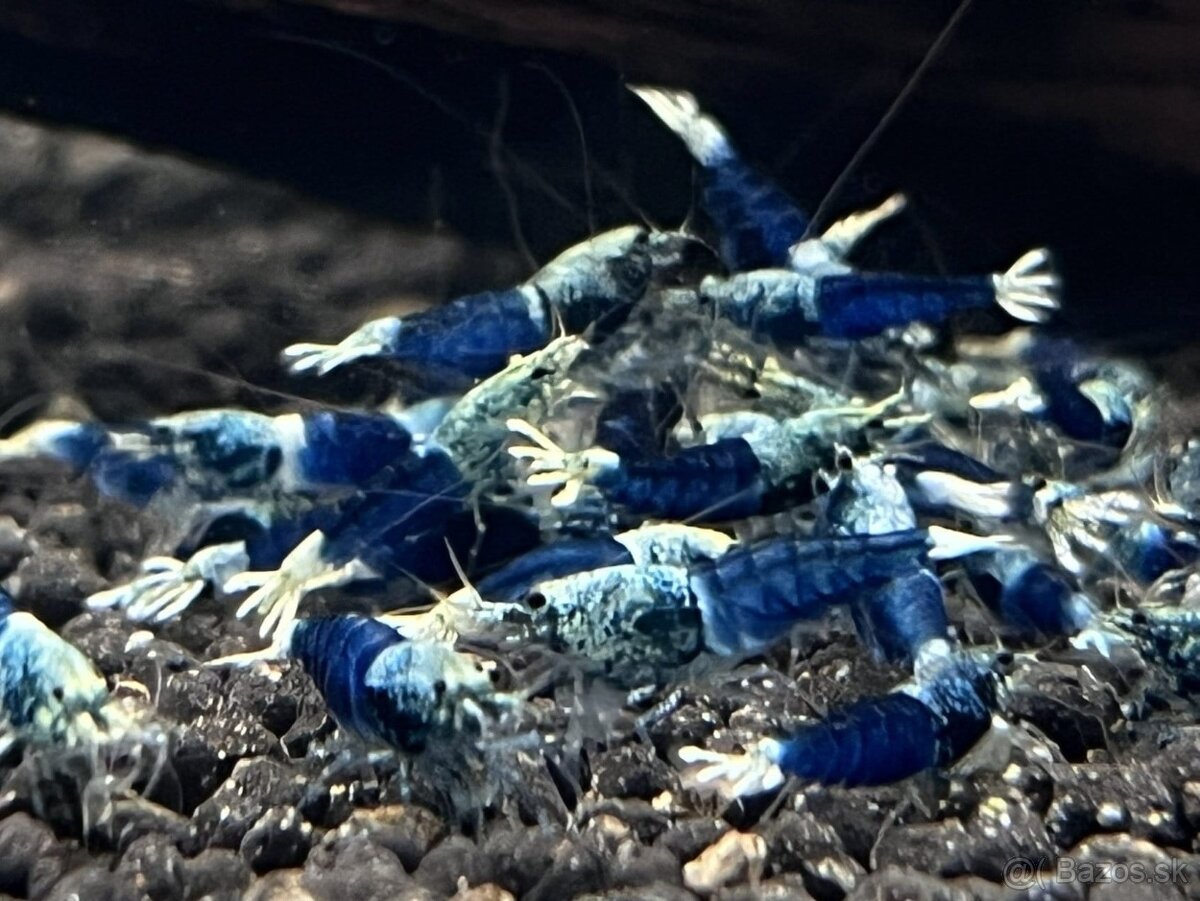 Krevetky Neocaridina a Caridina