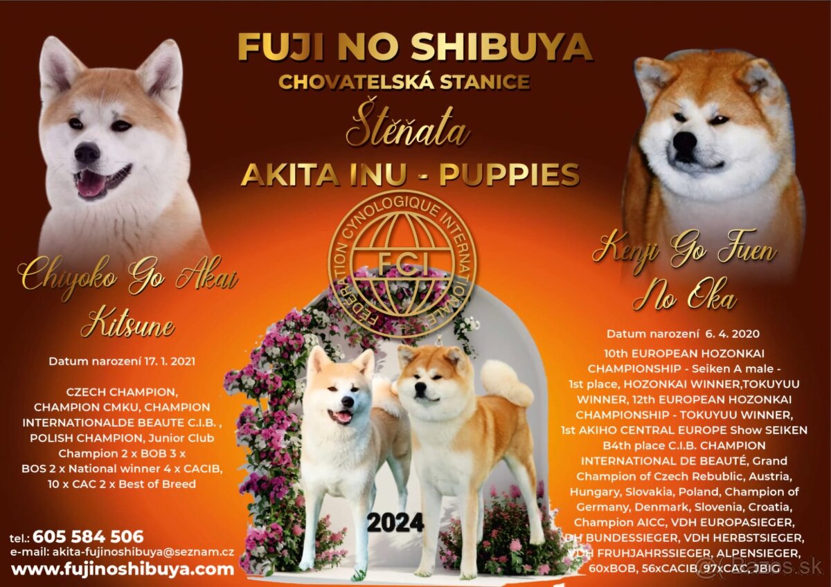 Akita Inu štěňátka s PP