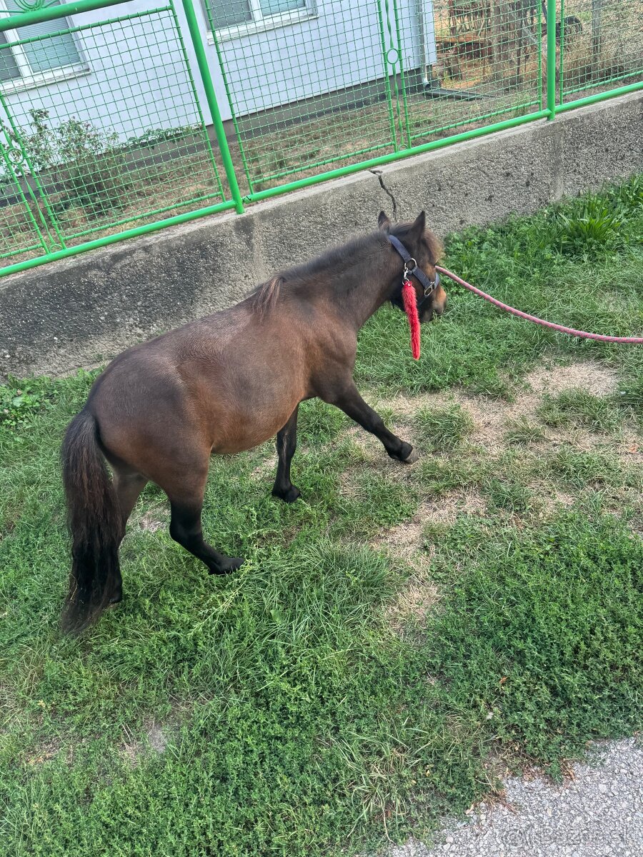 Shetland pony mini horse