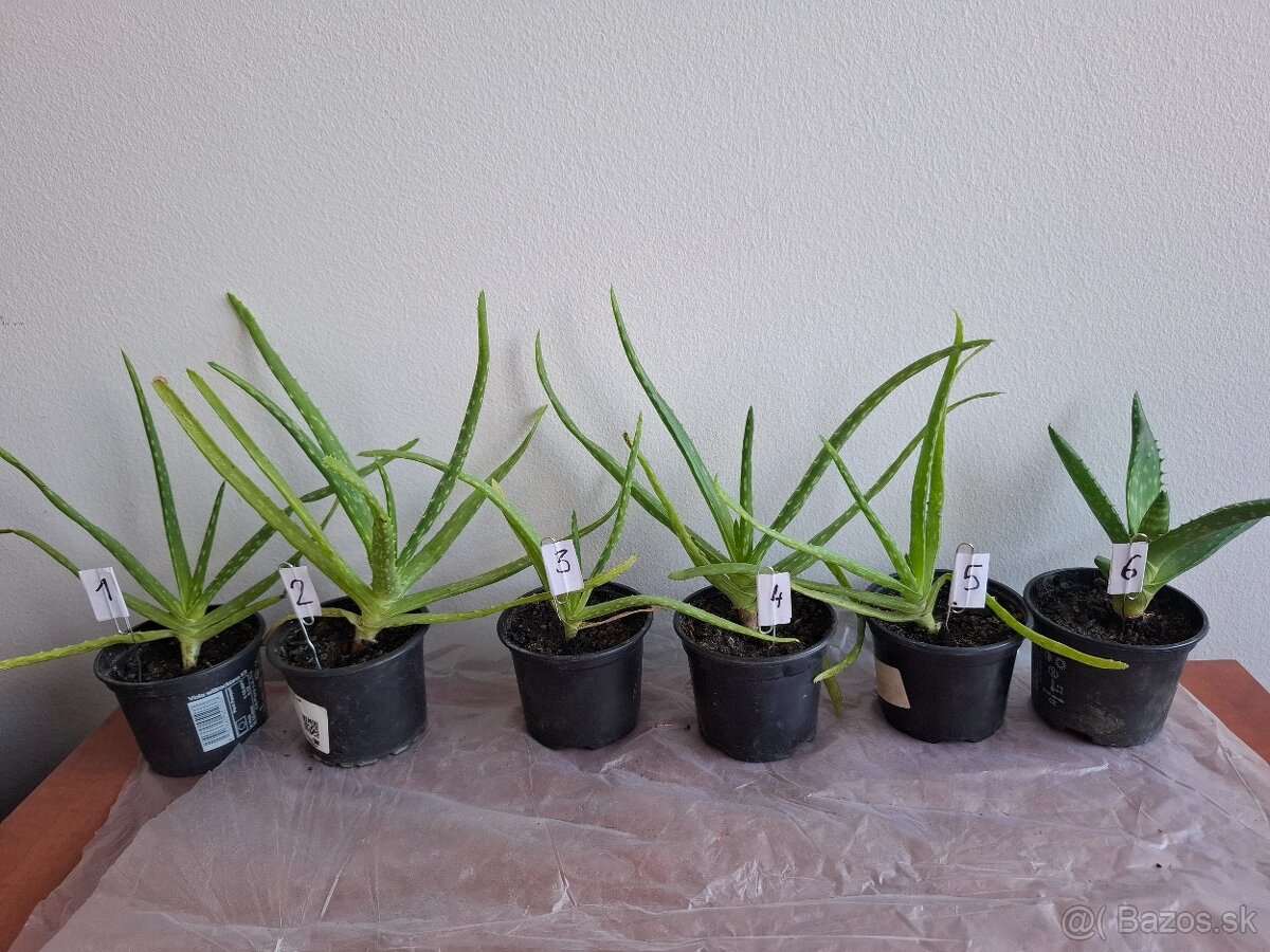 aloe vera, kalísia