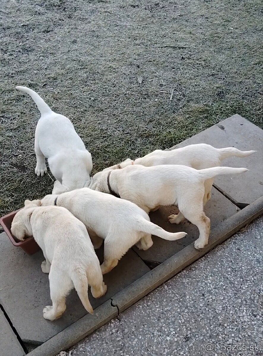 Labrador krizeny zo zlatym retriverom