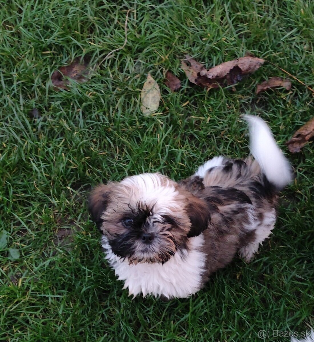 shitzu, shi tzu, šicu