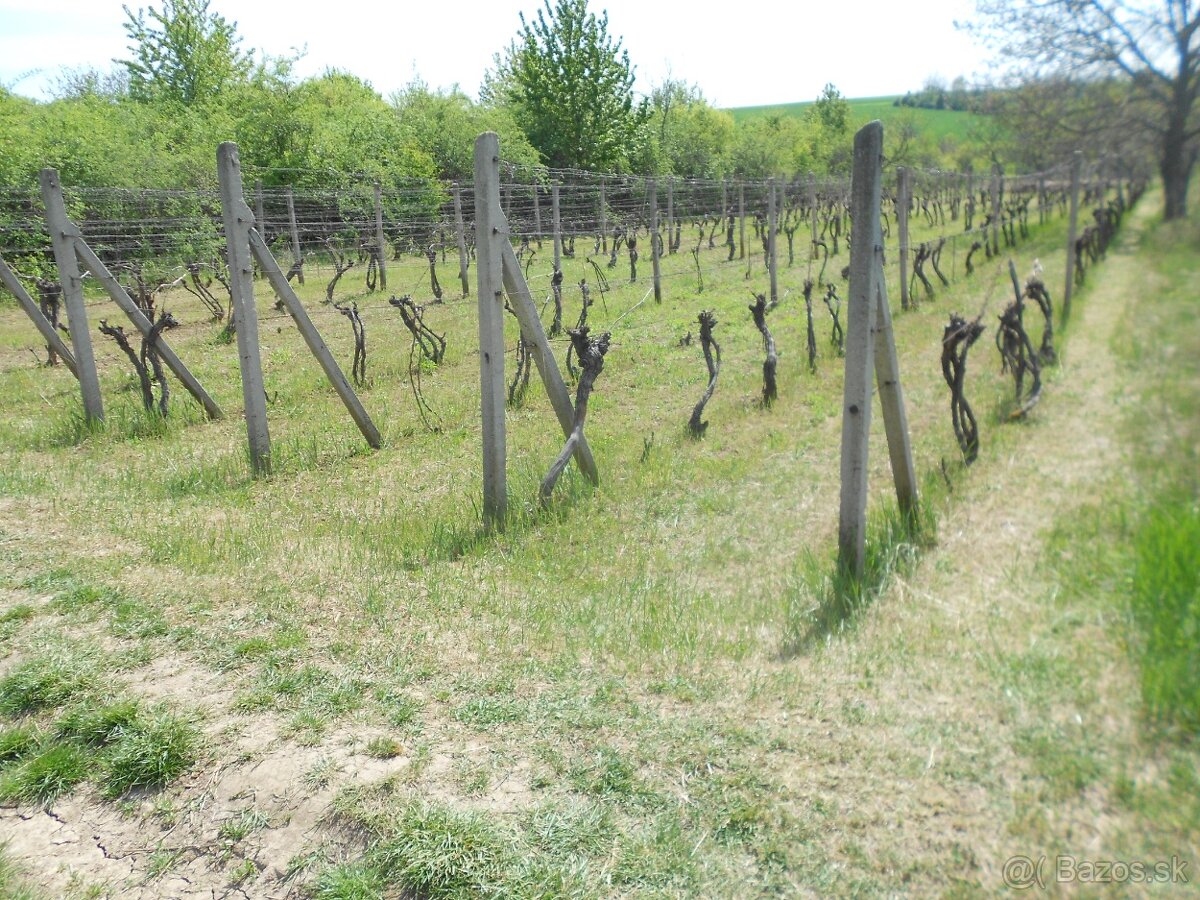 vinica-záhrada okr.Nitra, 18 km od NT ,výhľad na Zobor 916m2