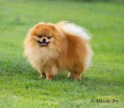 Pomeranian s průkazem původu - pouze fenečky