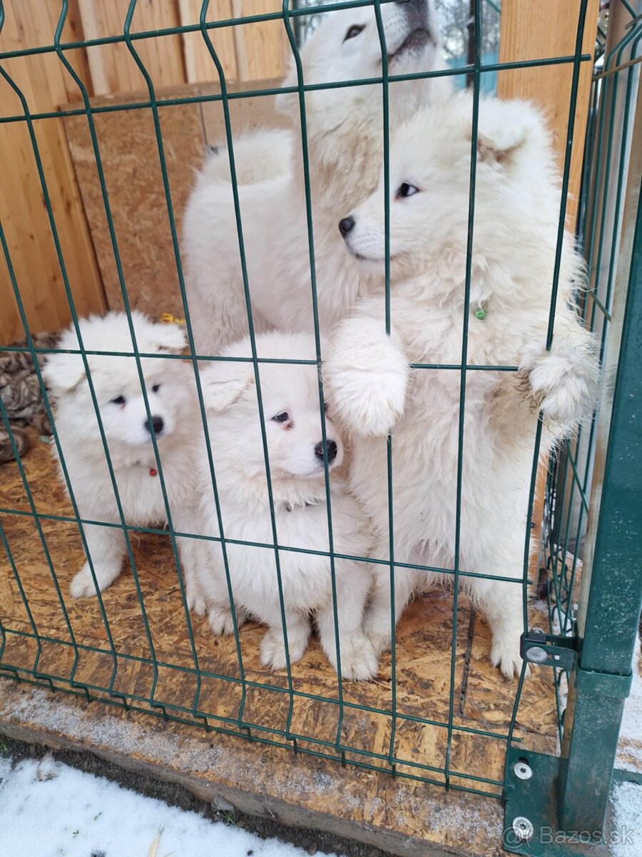 Samojed