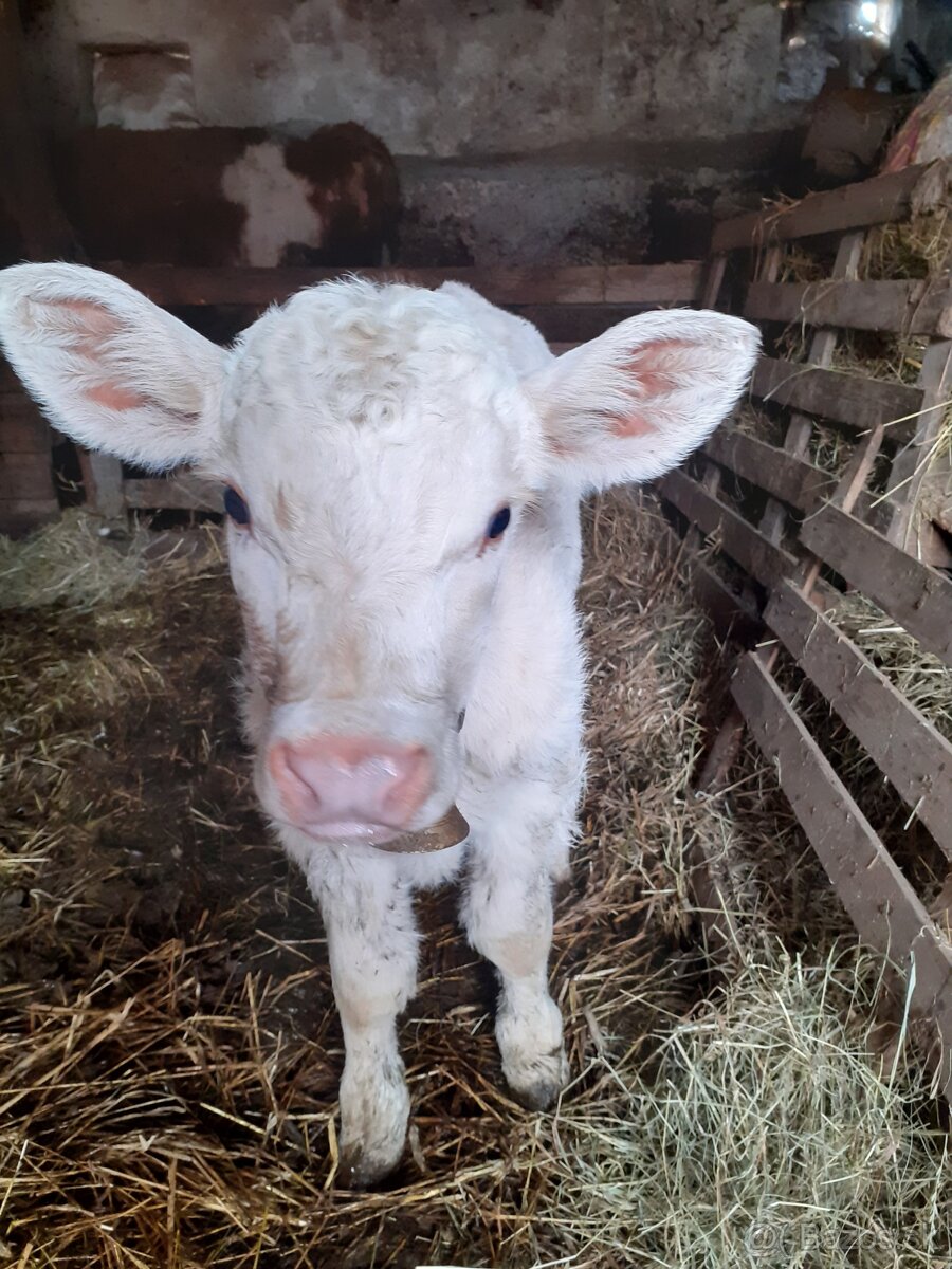 Predám kravu charolais s teĺatom