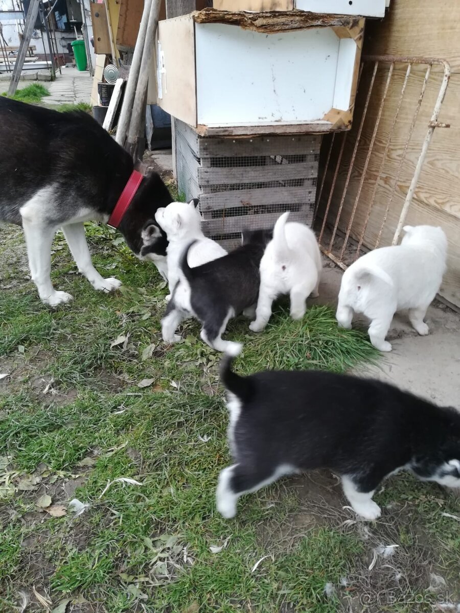 Sibírsky husky šteniatka biele a čiernobiele