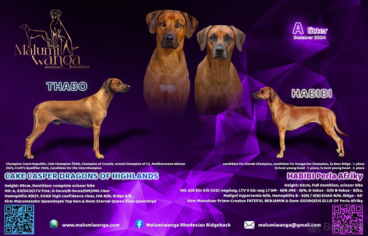 CHS Malumiwanga Rhodesian Ridgeback