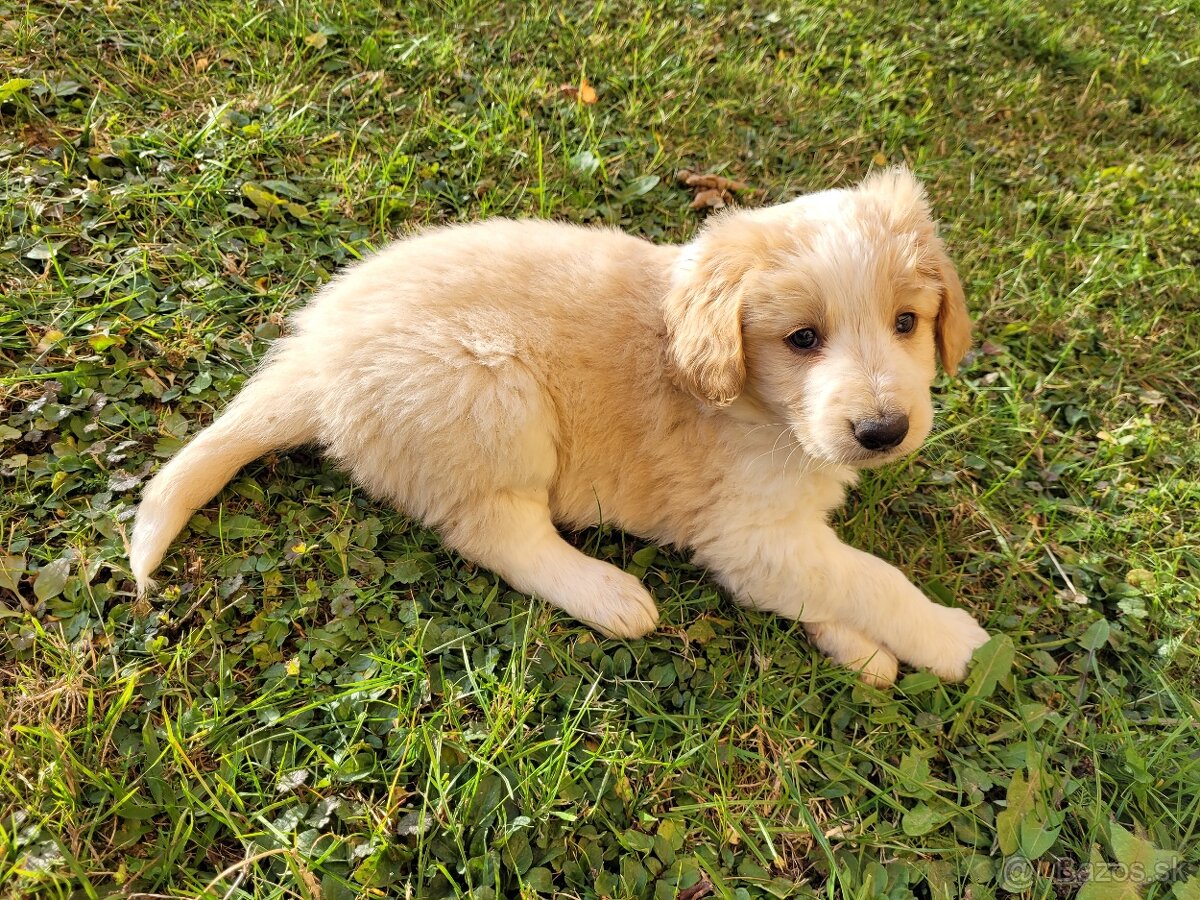 Šteniatka kríženci zlatý retriever (kríženec) a border kólia