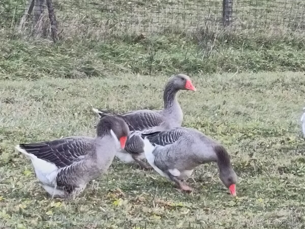 Landeské husi.