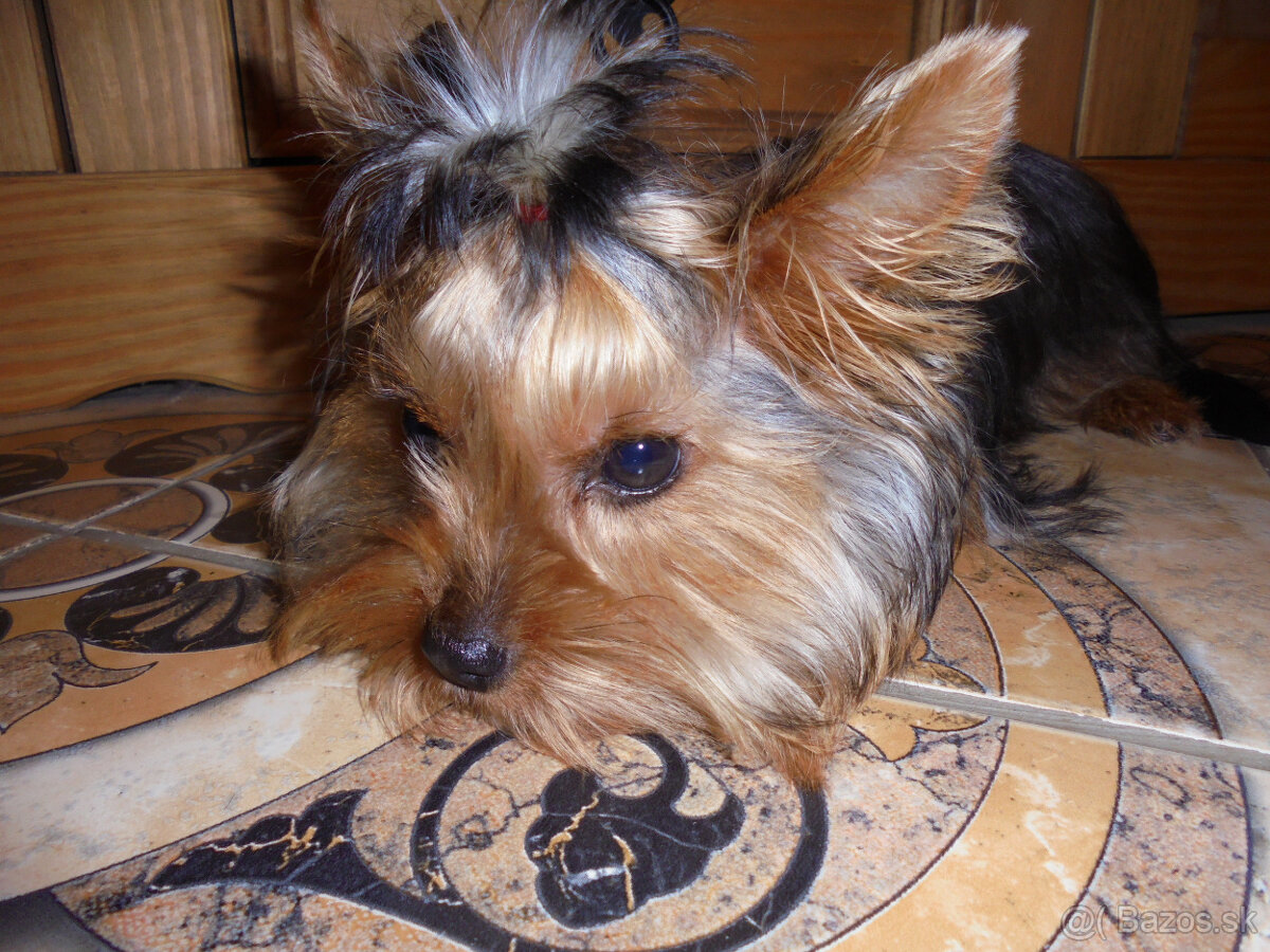 YORKSHIRE TERRIER MINI