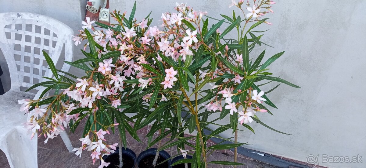 mladý oleander na kmeni, výška vrátane črepníka 100cm