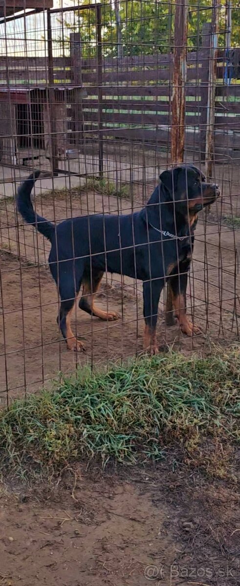 Rottweiler 15-hónapos kan.