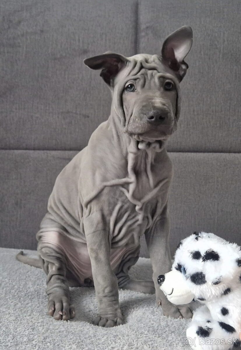 Thai Ridgeback - šteniatka - Polsko