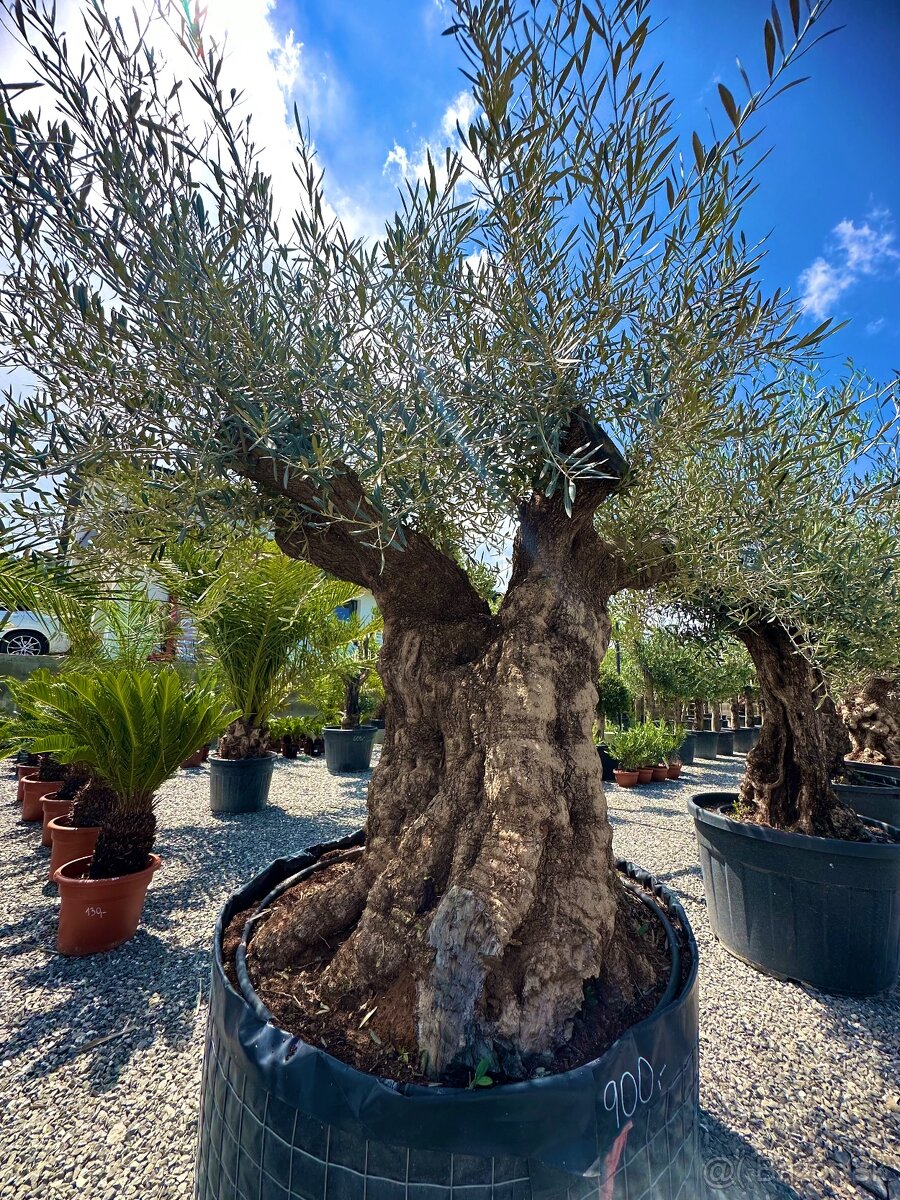 Olivovník európsky (Olea europaea)