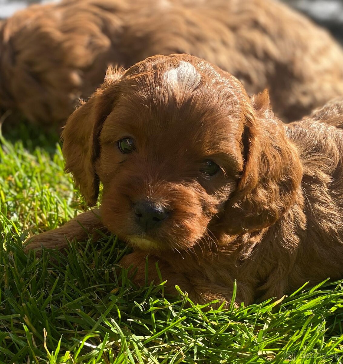 Cavapoo