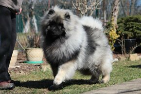 Německý špic vlčí / keeshond prodám štěňata s PP - 10