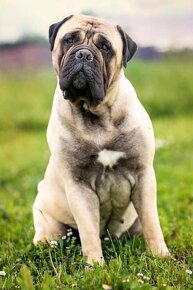 Bullmastiff šteniatka - 10