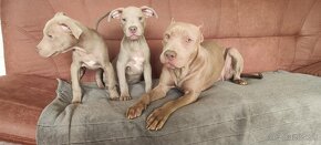 Americký pitbulterier pitbul pitbull silver fawn rarita - 10