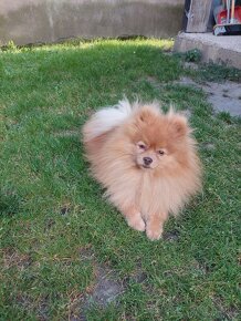 Pomeranian psik - 10