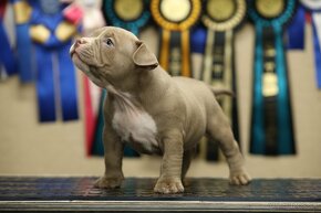 AMERICAN BULLY - 10