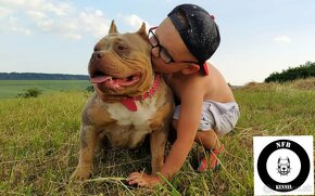 Štěňátka American Bully Pocket Exotic Top Krevní linie - 10