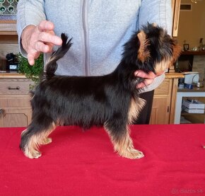 YORKSHIRE TERRIER  s PP - 10