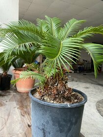 Cycas Revoluta - 10