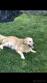 Zlaty retriever-Golden retriever - 10